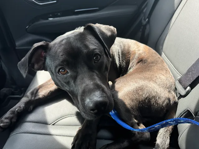 Otto, a black pit-mix dog, lying on a car seat with a blue leash, looking at the camera with one ear flopped
